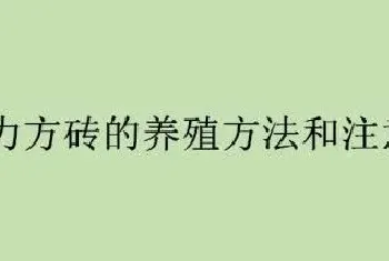 巧克力方砖的养殖方法和注意事项