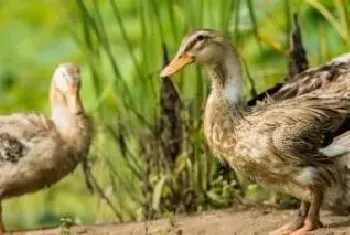 鸭子为什么不怕福寿螺寄生虫