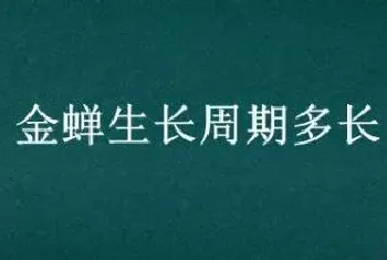 金蝉生长周期多长