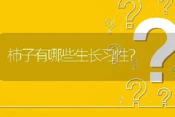 柿子有哪些生长习性?