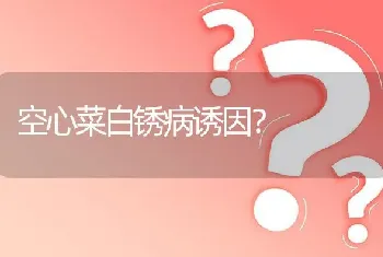 空心菜白锈病诱因?