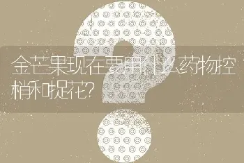 金芒果现在要用什么药物控梢和捉花?