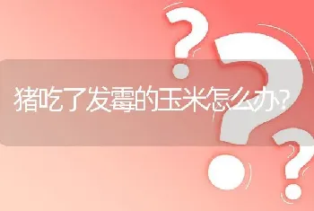 猪吃了发霉的玉米怎么办?