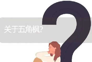 关于五角枫?