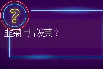 韭菜叶片发黄?