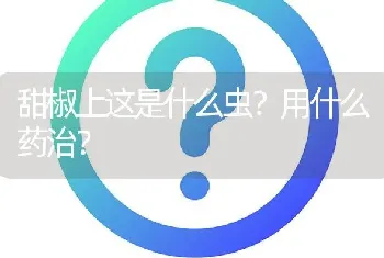 甜椒上这是什么虫?用什么药治?