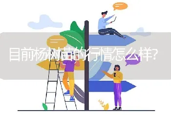 目前杨树苗的行情怎么样?