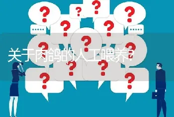 关于肉鸽的人工喂养?