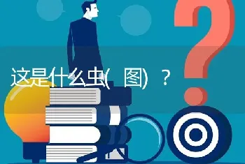 这是什么虫(图)?