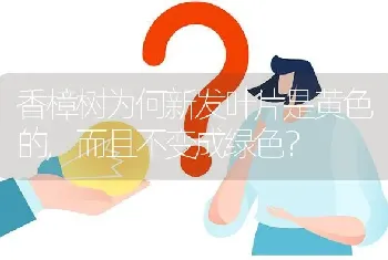 香樟树为何新发叶片是黄色的,而且不变成绿色?