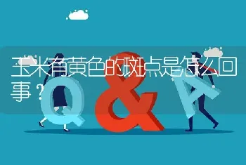 玉米有黄色的斑点是怎么回事?