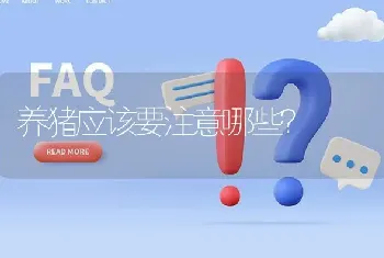 养猪应该要注意哪些?