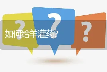 如何给羊灌药?