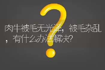 肉牛被毛无光泽,被毛杂乱,有什么办法解决?