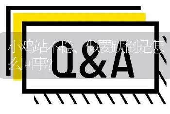 小鸡站不稳、似要跌倒是怎么回事?