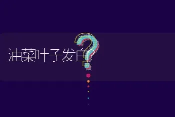 油菜叶子发白?