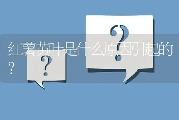 红薯黄叶是什么原因引起的?