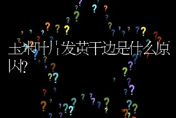 玉米叶片发黄干边是什么原因?