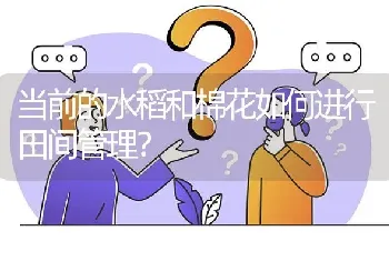 当前的水稻和棉花如何进行田间管理?