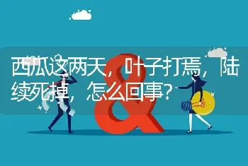 西瓜这两天,叶子打焉,陆续死掉,怎么回事?