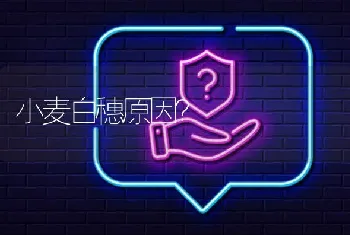 小麦白穗原因?