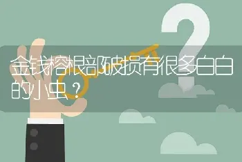 金钱榕根部破损有很多白白的小虫?