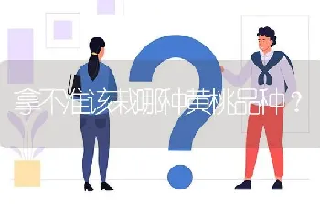 拿不准该栽哪种黄桃品种?