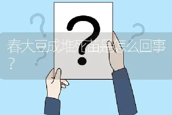 春大豆成堆死苗是怎么回事?