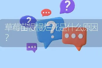 草莓苗慢慢烂死是什么原因?