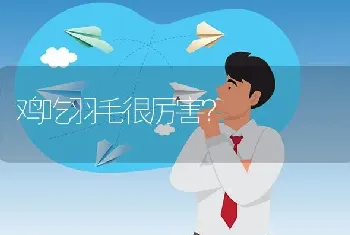 鸡吃羽毛很厉害?