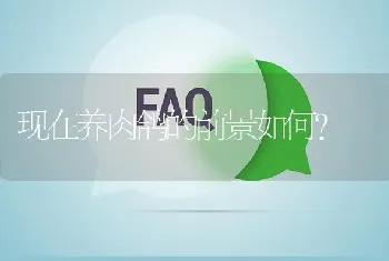 现在养肉鸽的前景如何?