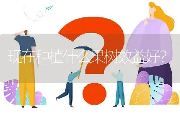 现在种植什么果树效益好?