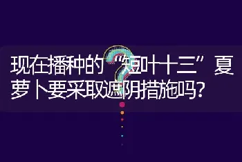 现在播种的“短叶十三”夏萝卜要采取遮阴措施吗?