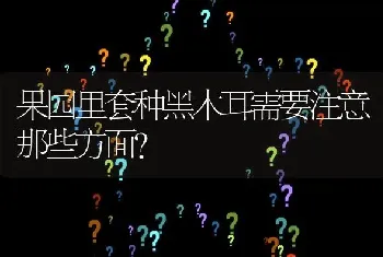 果园里套种黑木耳需要注意那些方面?