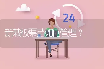 新栽板栗苗如何管理?