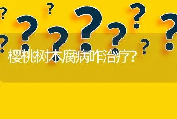 樱桃树木腐病咋治疗?