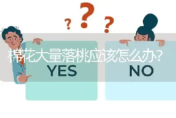 棉花大量落桃应该怎么办?