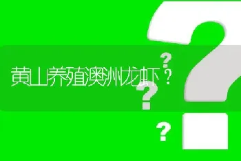 黄山养殖澳洲龙虾?