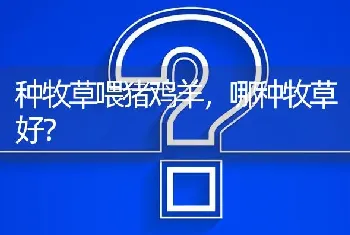 黑豆的价格是多少?