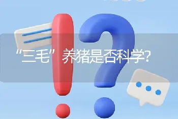 “三毛”养猪是否科学?