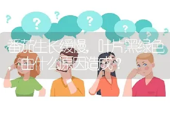 番茄生长缓慢,叶片黑绿色,由什么原因造成?