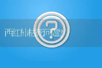 西红柿枯死问题?