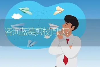 波尔山羊的市场前景如何?