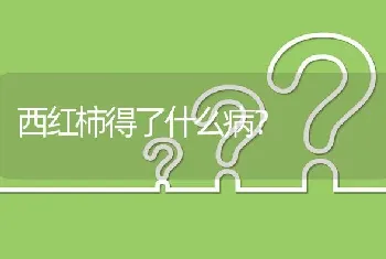 西红柿得了什么病?