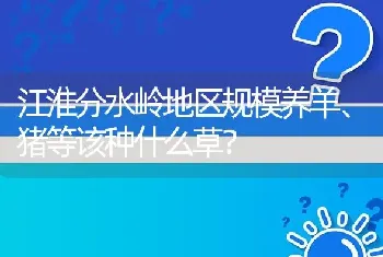 江淮分水岭地区规模养羊、猪等该种什么草?