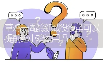 草鸡一周龄新城役役苗可以提前给小鸡使用吗?