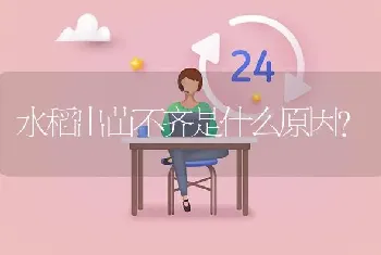 水稻出苗不齐是什么原因?