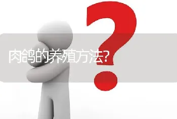 肉鸽的养殖方法?