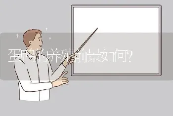 蛋鸭的养殖前景如何?