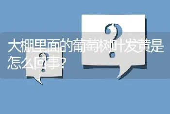 大棚里面的葡萄树叶发黄是怎么回事?